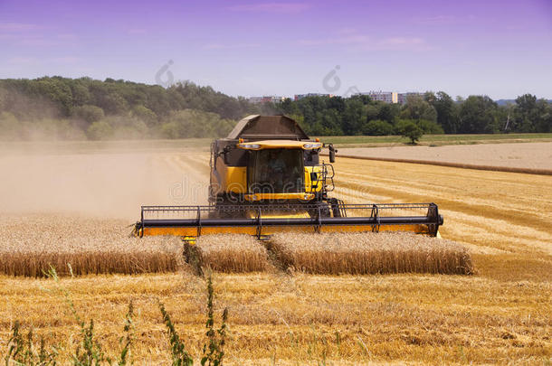 使结合收割庄稼的人机器收获成熟的小麦作物