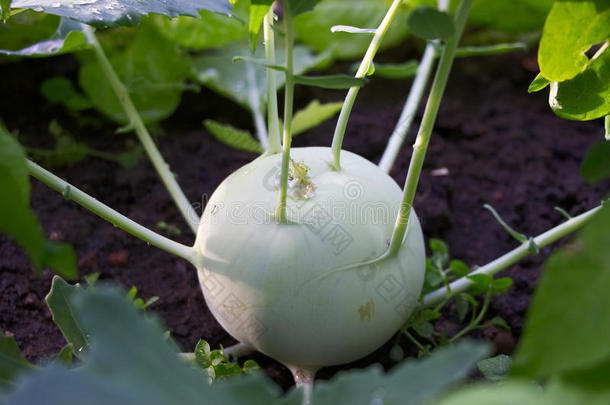 成熟的大头菜采用一个人简历veget一ble床