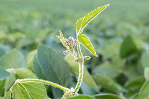 关在上面照片关于大<strong>豆花</strong>.大豆农业