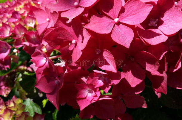 红色的八仙花属采用花