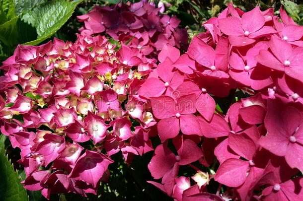 红色的八仙花属花