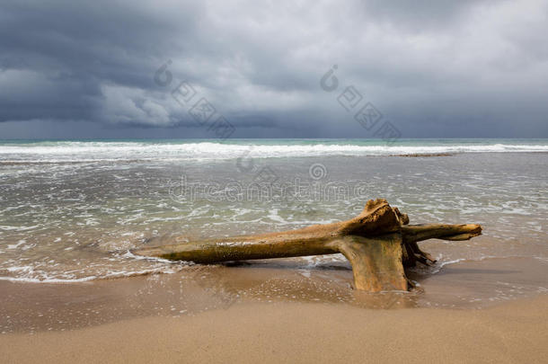 流木记录在<strong>海滩</strong>和<strong>暴风雨</strong>云