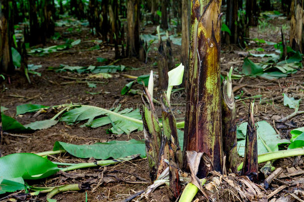 香蕉1幼苗采用香蕉农田,香蕉树