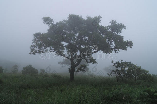 早晨雾采用一栎树小树林