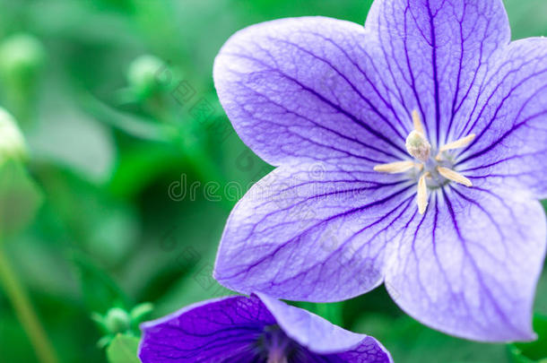 紫色的气球花或桔梗属grandifl或us花