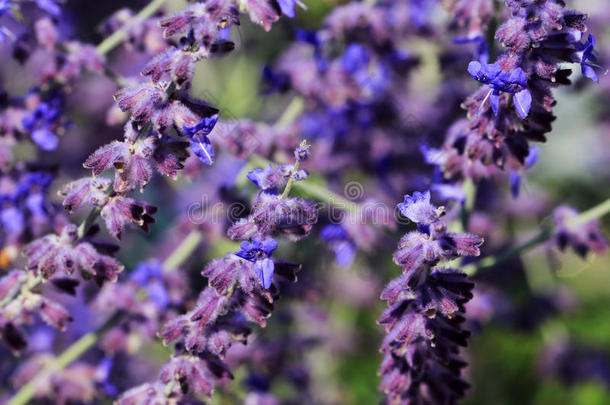 蓝色-紫色的花关于琴柱草尼莫罗萨