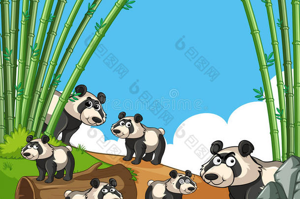 许多熊猫采用竹子森林