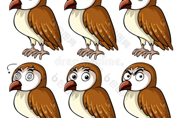 棕色的猫头鹰和不同的面部的表情