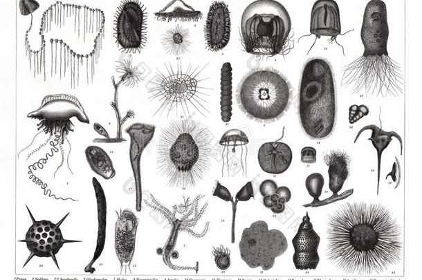 1874古老的比尔德照片关于各种各样的浮游生物物种