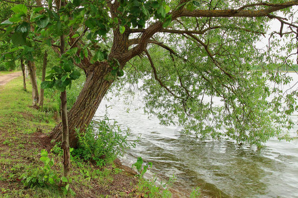 风景关于大大地绿色的树向岸关于湖降低树枝