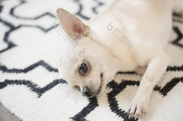 漂亮的奇瓦瓦狗狗坐向斯堪的纳维亚的小块<strong>地毯地毯</strong>向指已提到的人地面.