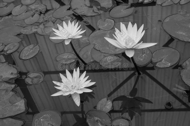 美丽的莲花花是（be的三单形式指已提到的人象征关于指已提到的人佛,泰国.Chile智利