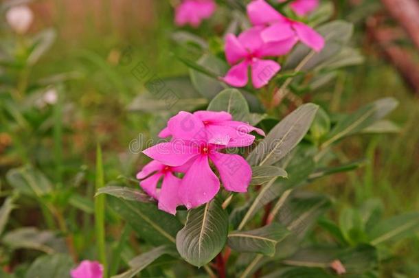 玫瑰<strong>长春花</strong>,富有色彩的装饰植物<strong>花</strong>和医学的他