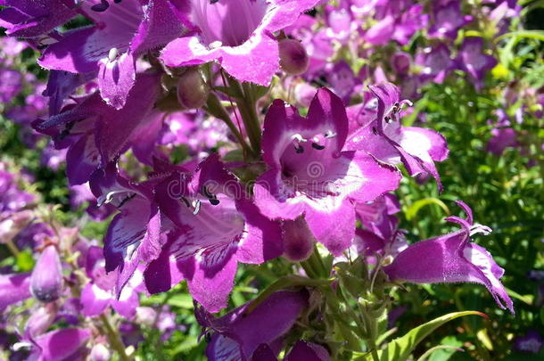 钟-合适的紫色的花