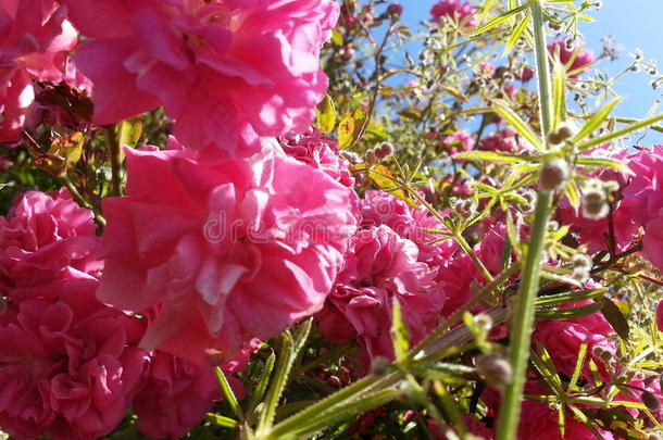 粉红色的花反对一蓝色天