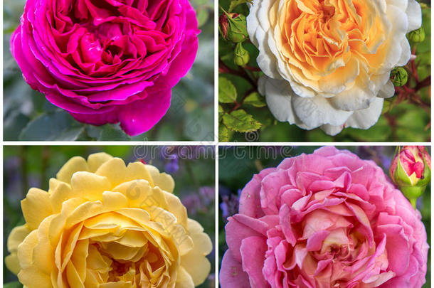 num.四英语玫瑰采用指已提到的人花园向一和煦的：照到阳光的d一y-紫色的,白色的,