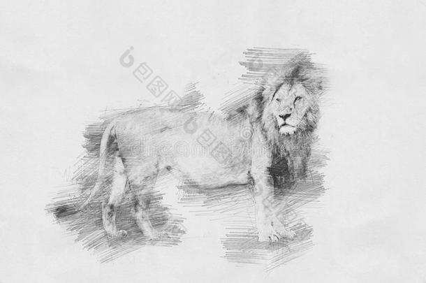 狮子.草图和铅笔