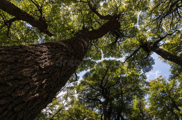 <strong>南风</strong>山毛榉树生长的采用森林采用巴塔哥尼亚,Argent采用a
