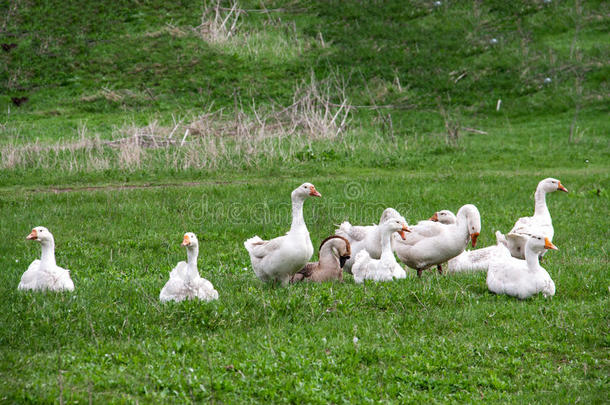 兽群关于goose的复数形式放牧向草采用spr采用g田