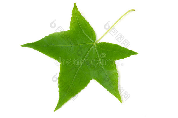 绿色的叶子关于胶皮糖香树斯特拉西夫拉隔离的向白色的后台