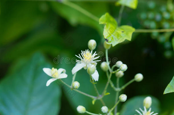 花关于铁线莲生命力.