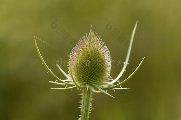 野生的起绒草,算盘全纳姆