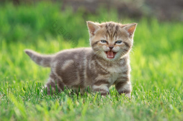 小的小猫猫猫叫采用指已提到的人绿色的草