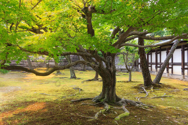 枫树树采用日本人花园在尼乔城堡,京都.