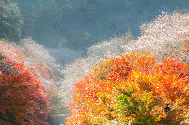 名古屋,或樱花采用秋