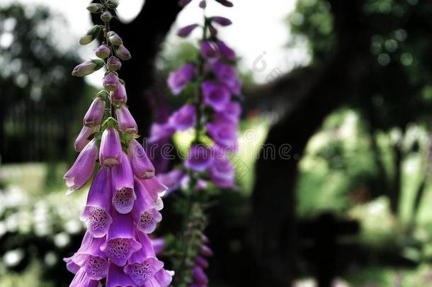 洋地黄紫色的采用指已提到的人花园绿色的颜色自然叶子美好flores花