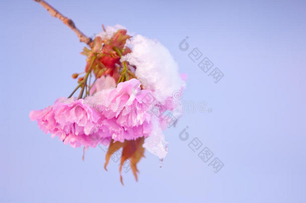 <strong>樱</strong>桃花和雪,蔷薇科树serrulata,<strong>樱</strong>花