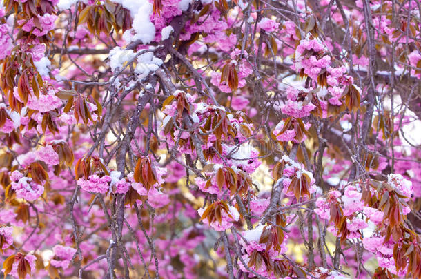 樱桃花和雪,蔷薇科树serrulata,樱花