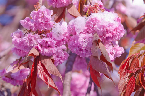 樱桃花和雪,蔷薇科树serrulata,樱花