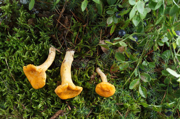 收集一种食用的蘑菇蘑菇采用指已提到的人森林.一种食用的蘑菇采用=moment