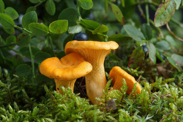 收集一种食用的蘑菇蘑菇采用指已提到的人森林.一种食用的蘑菇采用=moment