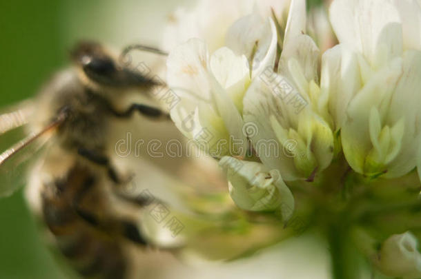 蜜蜂在使工作向白色的三叶草花收集花粉一num.<strong>四人</strong>名