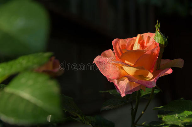 桔子玫瑰花关-在上面照片和黑暗的背景,落下关于