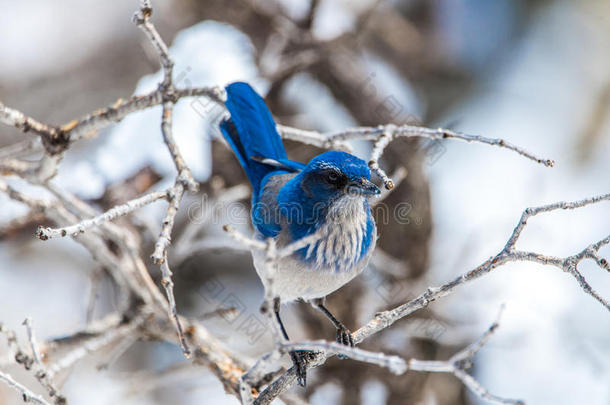 冬鸟摄影-蓝色鸟向雪大量的灌木树