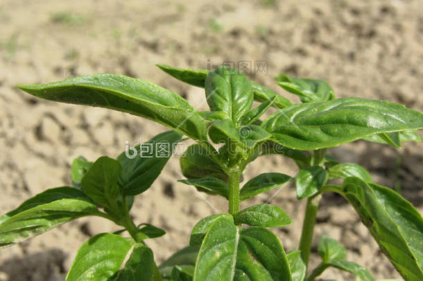 甜的罗勒属植物草生长的采用一一一一罗勒属图片-包图网企业站