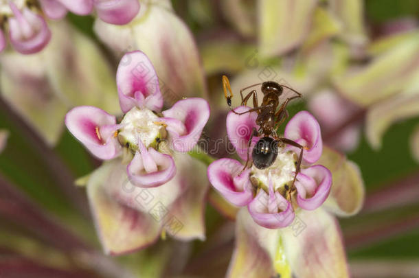 蚂蚁向一乳草属植物花采用Vern向,C向necticut.