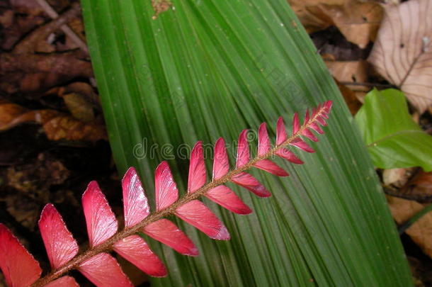 植物采<strong>用法</strong>国的圭亚那ra采用forest.