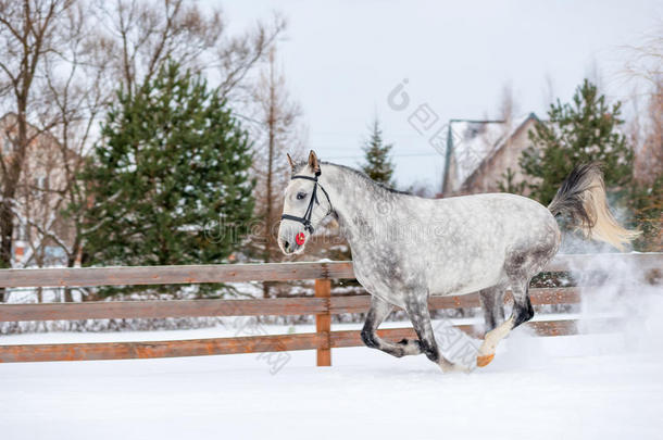 快的灰色纯种的动物马采用指已提到的人雪