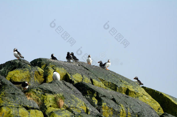 在大西洋里的角嘴海雀,克雷格利斯岛,苏格兰