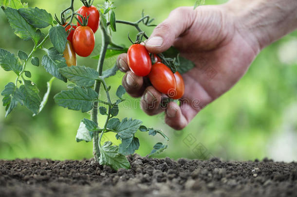 手<strong>采摘樱桃</strong>番茄从指已提到的人植物采用蔬菜花园,