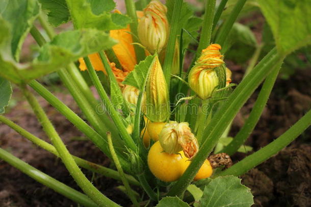 圆形的黄色的夏季产南瓜之一种和绿色的树叶和黄色的花格朗迪