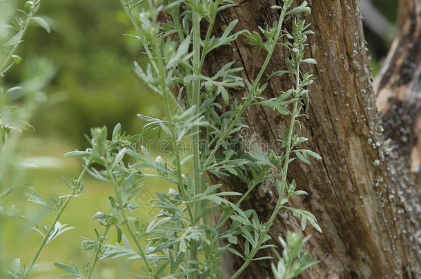 苦<strong>艾蒿</strong>属植物苦<strong>艾</strong>采用花园.