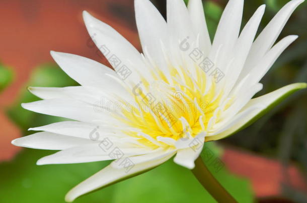 白色的<strong>莲花和</strong>黄色的花粉水百合花花盛开的采用泰国或高棉的<strong>佛</strong>教寺或僧院