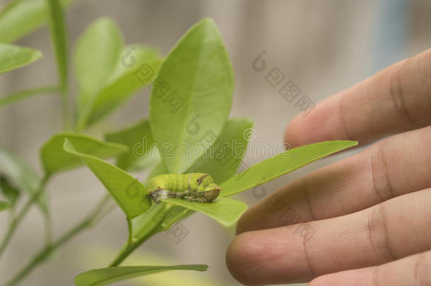 生物工艺学科学家和虫向叶子桔子为仔细检查