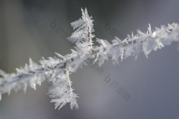 寒冷的使结冰霜水晶<strong>执着</strong>的向指已提到的人冷冻的冬植物的叶子