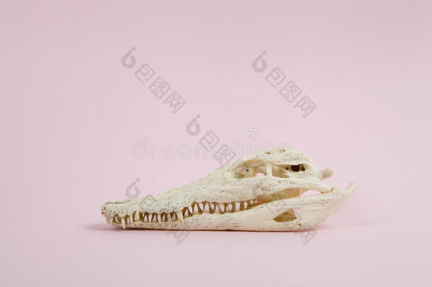 粉红色的鳄鱼颅骨